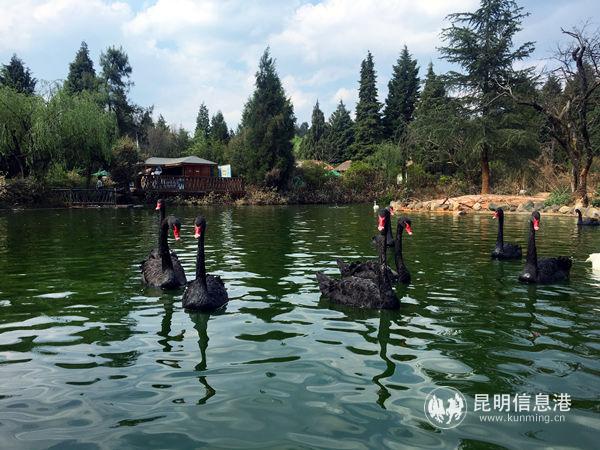 5.园区黑天鹅。