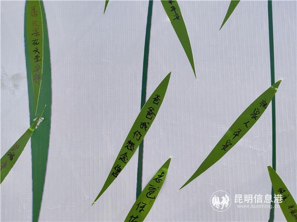 寄托哀思的柳叶 寄托哀思的柳叶