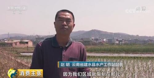 全民出动，远赴云南抢小龙虾！160元一公斤都挤破头，究竟为虾米？