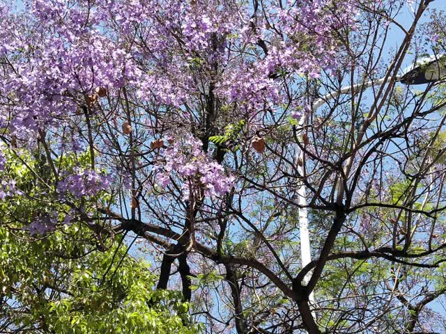 学府路蓝花楹开花
