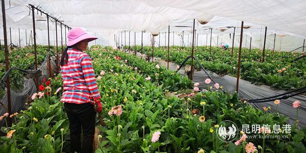 圆梦花卉的鲜花种植大棚里鲜花盛开 圆梦花卉的鲜花种植大棚里鲜花盛开