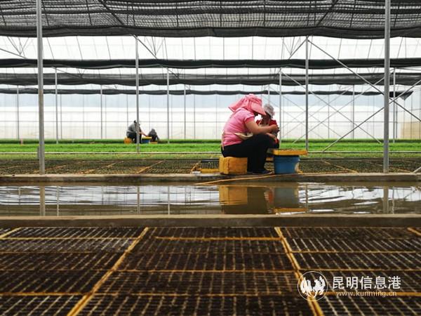 在鸡街镇福邦西菜生态种植基地打工的村民 在鸡街镇福邦西菜生态种植基地打工的村民