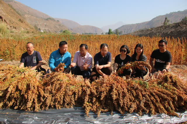 昆明东川试种藜麦成功1