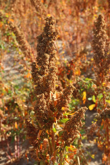 昆明东川试种藜麦成功2_副本