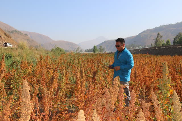 昆明东川试种藜麦成功3