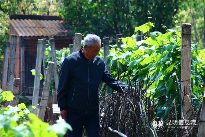 十多年前，石正华在自家地上种起葡萄，每年有2万多元的收入。
