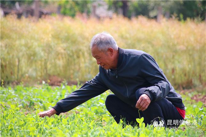 过去，石正华主要以种田为生。