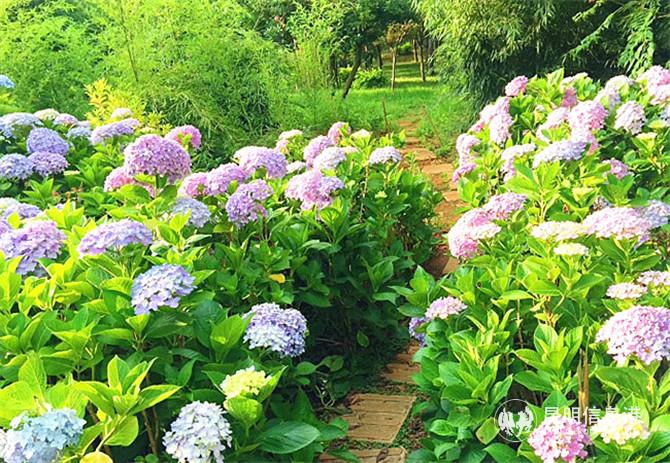 绣球花。姚云霞摄