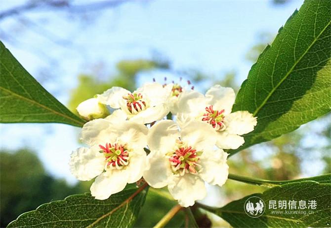 山楂花。姚云霞摄