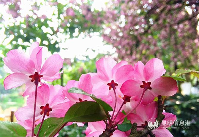 垂丝海棠。姚云霞摄