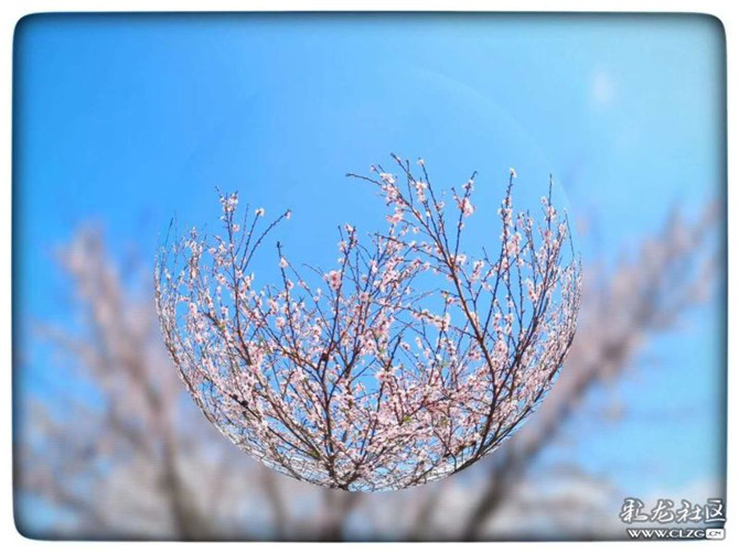 桃花。姚云霞摄