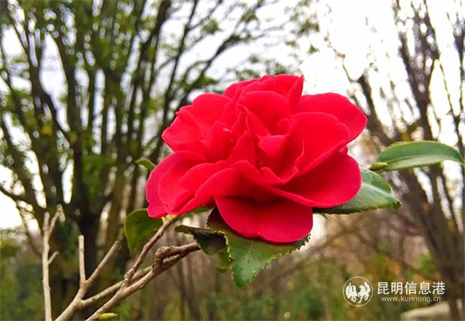 山茶花药。姚云霞摄