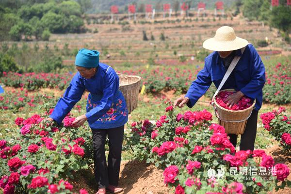 鲜艳的玫瑰花带花走上致富之路