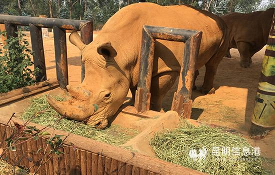 白犀牛是世界第二大陆生野生动物。