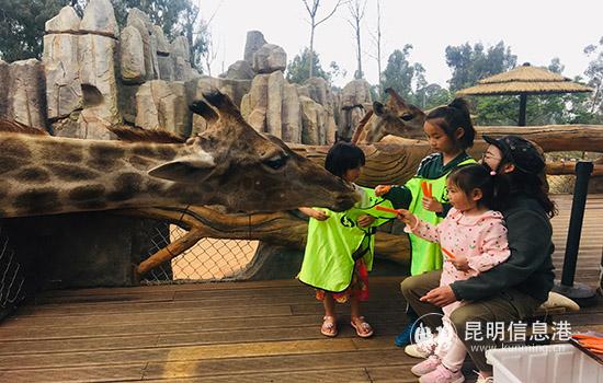 小小饲养员给长颈鹿喂食。