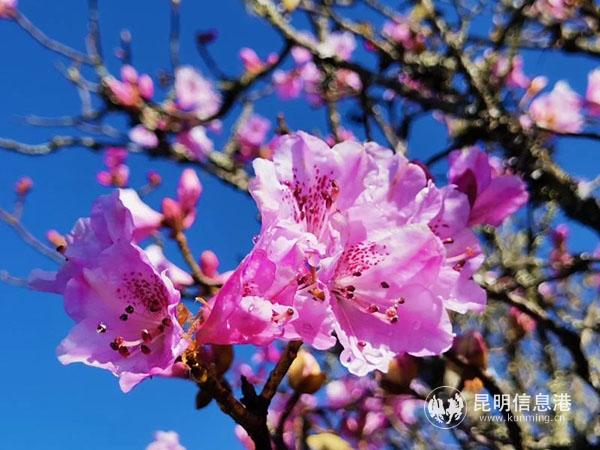 为了迎接“五一”假期，轿子雪山推出了一系列的活动。