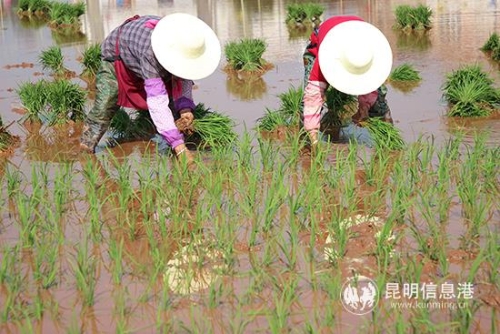插秧节现场。记者薛江涛摄-(9)