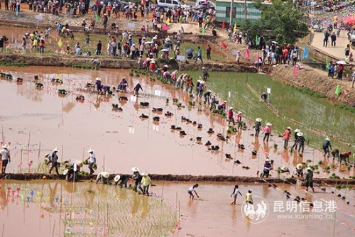 插秧节现场。记者薛江涛摄