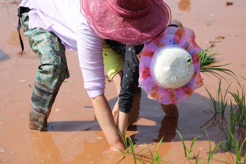 一位母亲教自己的孩子插秧。记者薛江涛摄