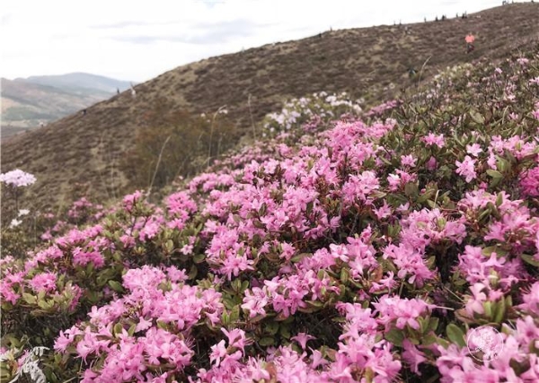 1556799509017-1556799462732