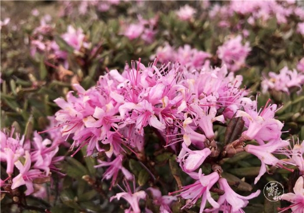 1556799530066-1556799462339