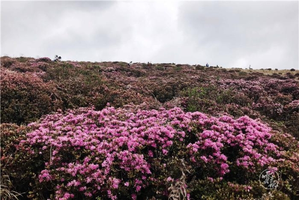 1556799530138-1556799461827