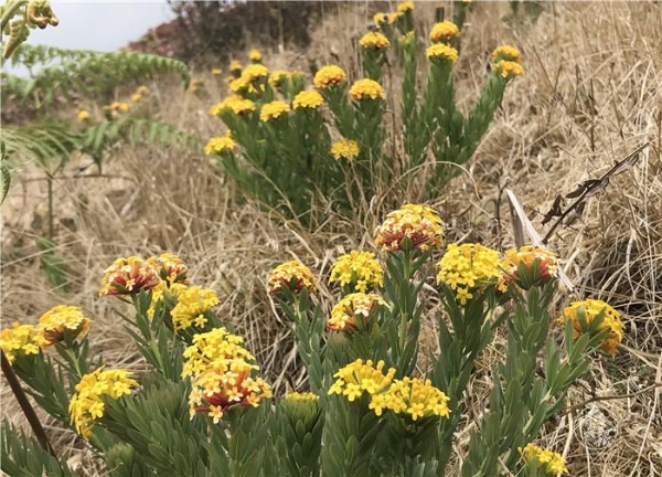 1556799530203-1556799462441