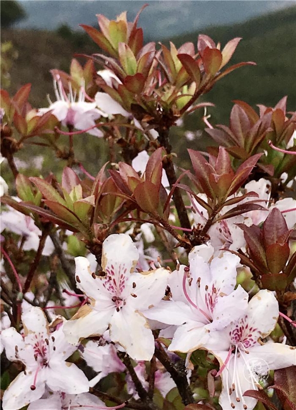 1556799541622-1556799462608