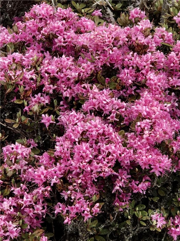 1556799541740-1556799462868