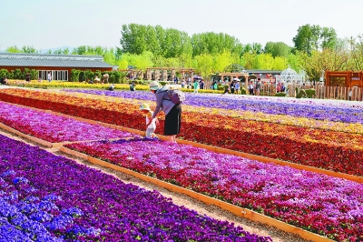 在鸟语花香里诗意栖居——从北京世园会看园艺业发展