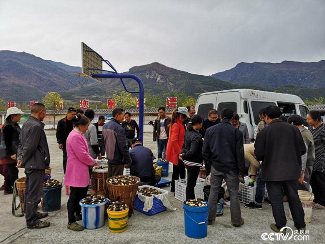 如今团结村的羊肚菌当天便可销往成都,仅用3个小时车程。(何川摄)