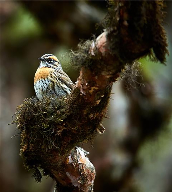 2019051608_res15_attpic_brief