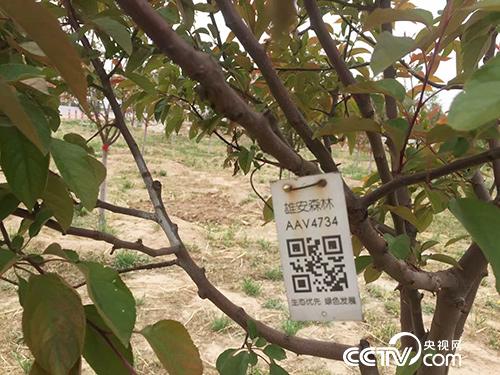 “千年秀林”的每棵树都有属于自己的二维码，记录着这棵树的详细资料。（徐辉/摄）