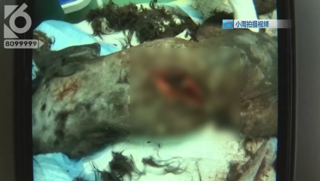 令人发指！宠物狗被砍3刀，还在伤口上撒辣椒面