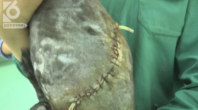 令人发指！宠物狗被砍3刀，还在伤口上撒辣椒面