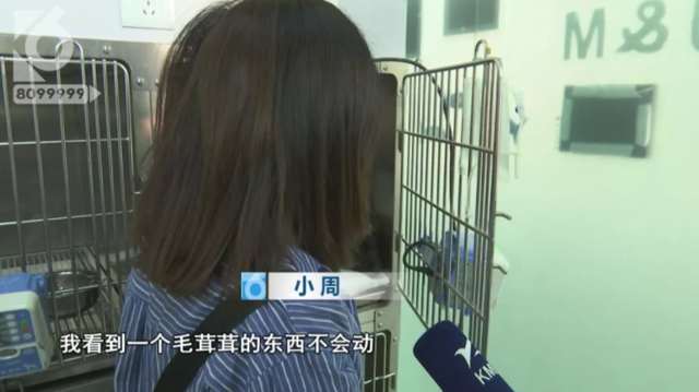 令人发指！宠物狗被砍3刀，还在伤口上撒辣椒面