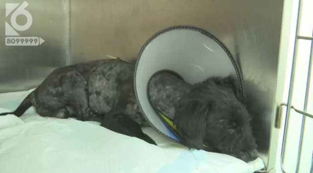 令人发指！宠物狗被砍3刀，还在伤口上撒辣椒面