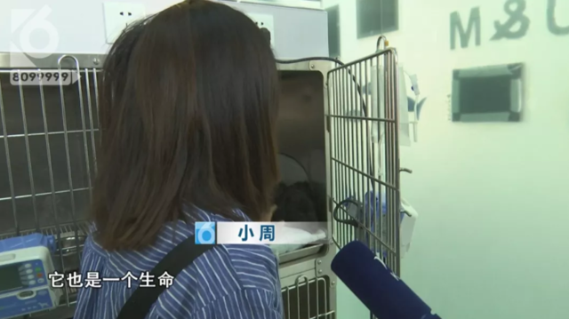 令人发指！宠物狗被砍3刀，还在伤口上撒辣椒面