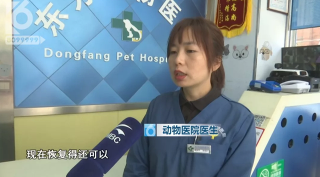 令人发指！宠物狗被砍3刀，还在伤口上撒辣椒面