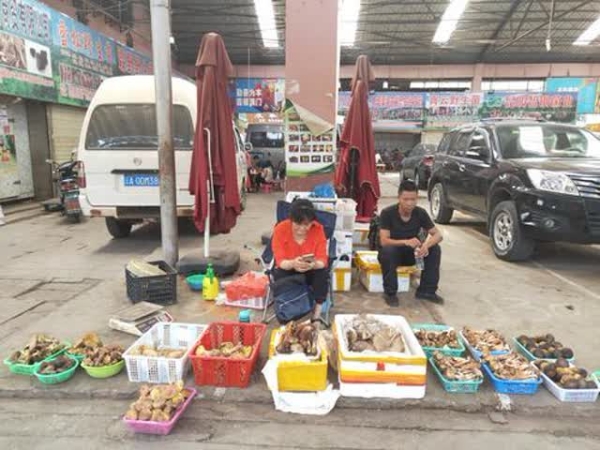 　今年野生菌少，卖的人也少。