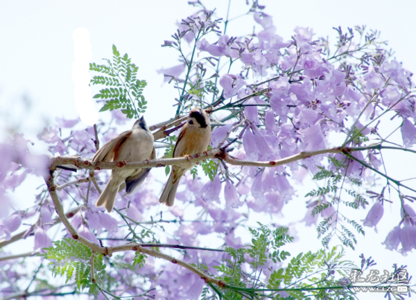 小鸟也爱蓝花楹 苏发友摄