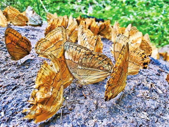 2019052701_res07_attpic_brief