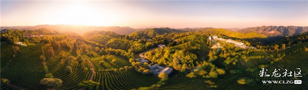 云茶印象 云茶印象