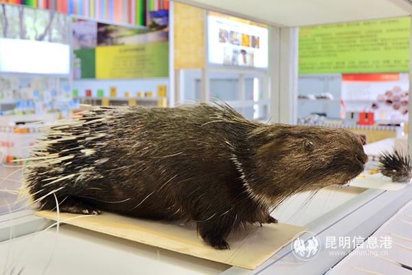 豪猪标本 记者曹月 摄