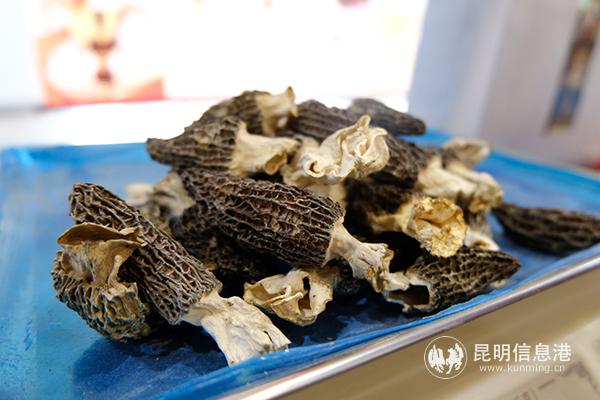 东旺乡新联村出产的羊肚菌  记者曹月 摄