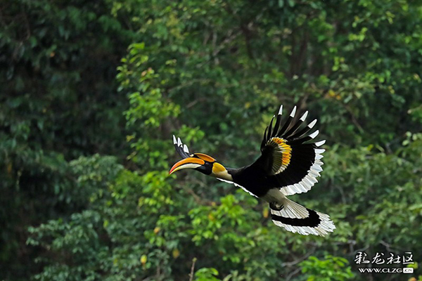 双角犀鸟 彩龙网友浩德 摄