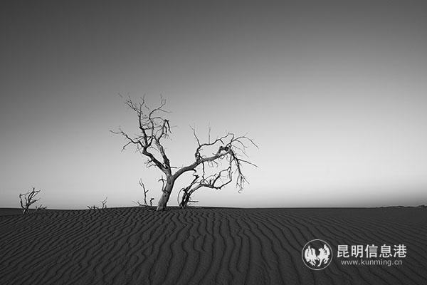 刘辅伟，18064845671，【不死胡杨】2016年10月拍摄于内蒙额济纳