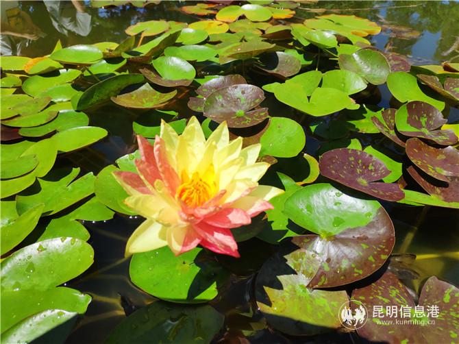 名为‘万维莎’的睡莲。