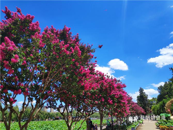 紫薇花与荷塘相映成趣。