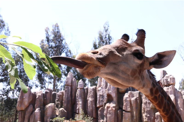 图片2 现场参与活动可以免费获得长颈鹿喂食互动体验资格。 图片2 现场参与活动可以免费获得长颈鹿喂食互动体验资格。